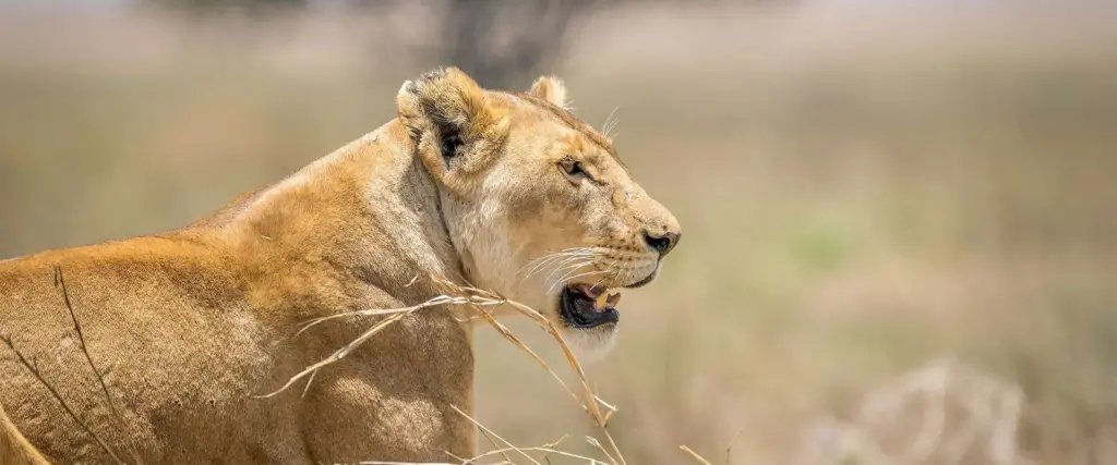 Natural Habitat Tanzania